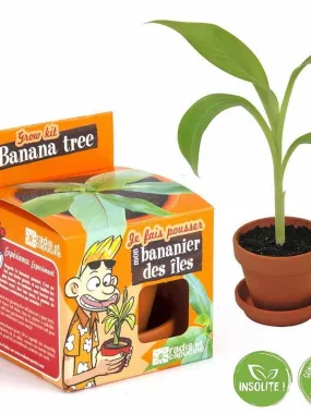 Kit de jardinage : Graines de bananier à faire pousser - N/A