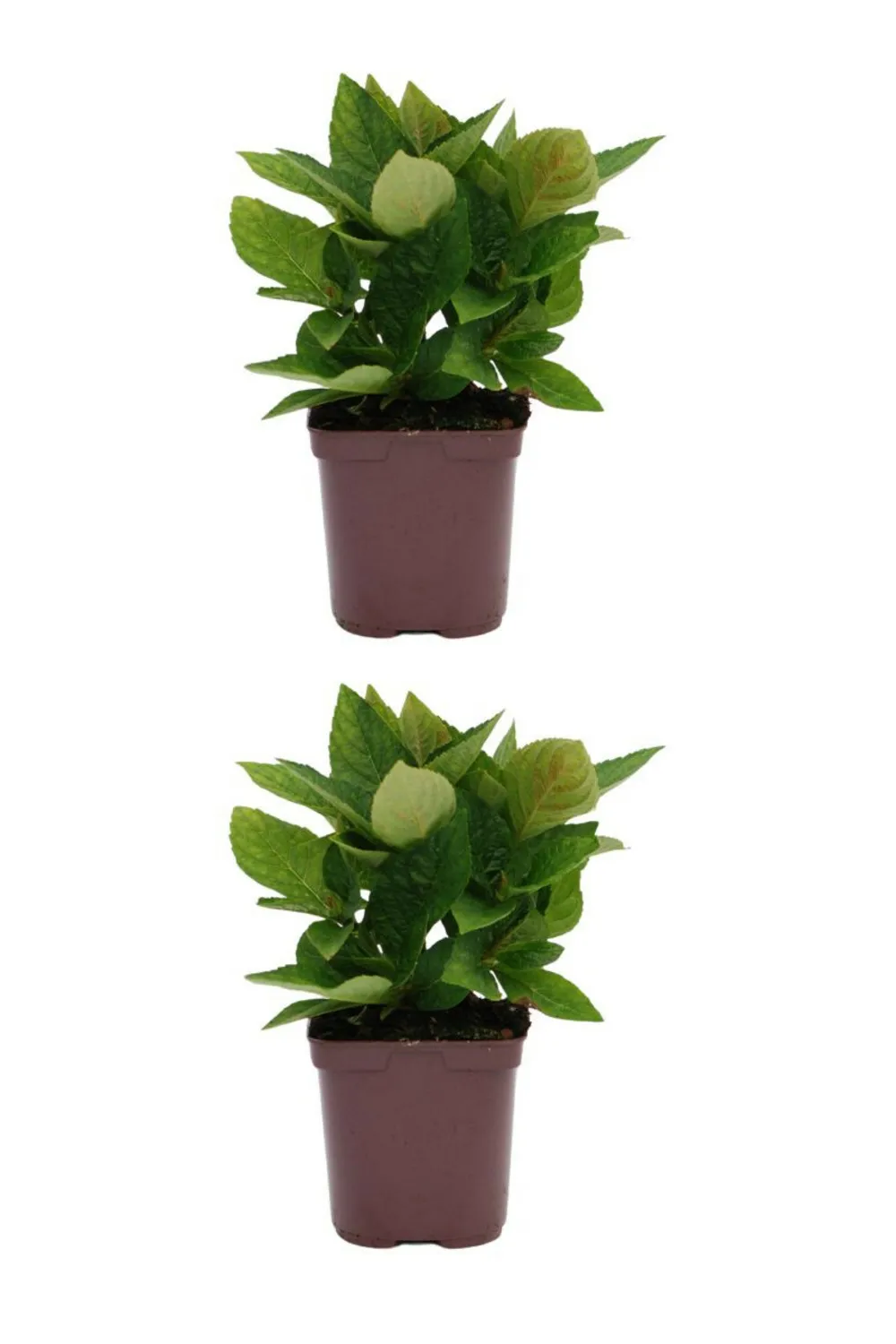 Lot de 2 hortensias 'wudu' ? - lot de 2 hortensias 2l